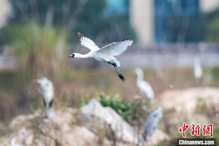 鸟中大熊猫黑脸琵鹭群首次在福建罗源湾过冬
