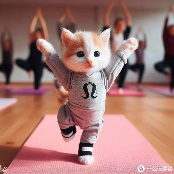 猫咪都在瑜伽了,你还不动起来吗?