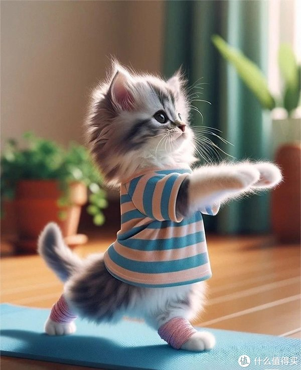 猫咪都在瑜伽了,你还不动起来吗?