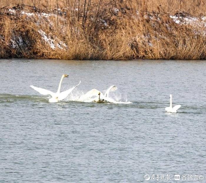 济南雪后天鹅湖洁白的大天鹅打斗嬉戏绽放优美舞姿