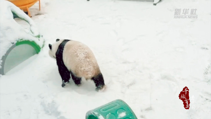 千城百县看中国内蒙古东胜熊猫戏雪萌态十足