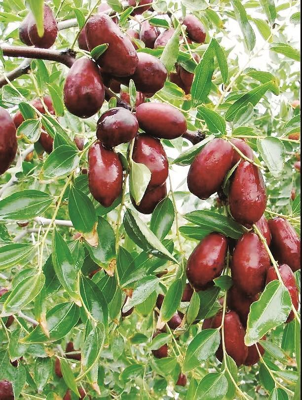 灵武长枣古树群 留住根脉续芳华|中国_新浪新闻