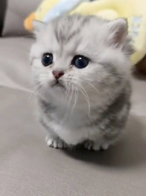 小猫咪！视频来自