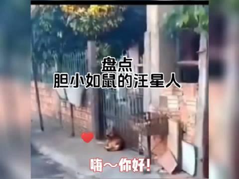 狗狗師傅說山下的女人是老虎