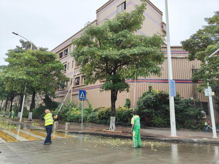 糖膠樹開花為何香氣獨特東莞虎門城管這樣回應