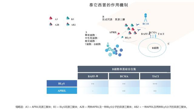 荣昌生物旗下泰它西普的作用机制 来源：荣昌生物官网