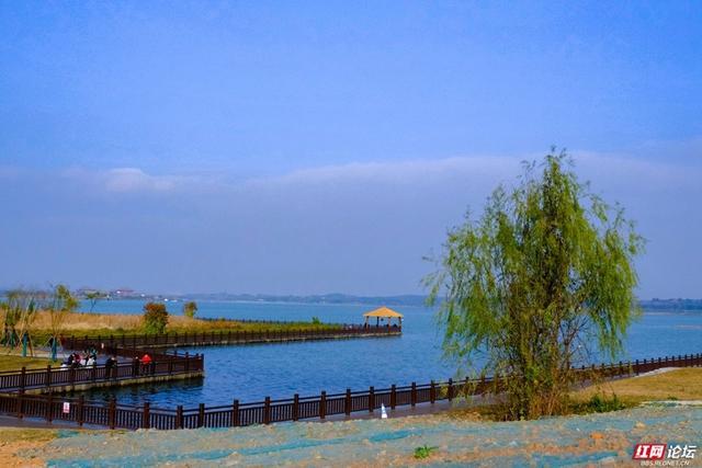 見證啞湖蝶變從家門前的沼澤到美麗的松雅湖溼地公園