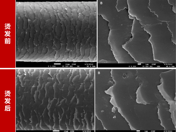图：烫发前后的变化 图片来源：整理自参考资料