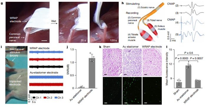 （来源：Nature）