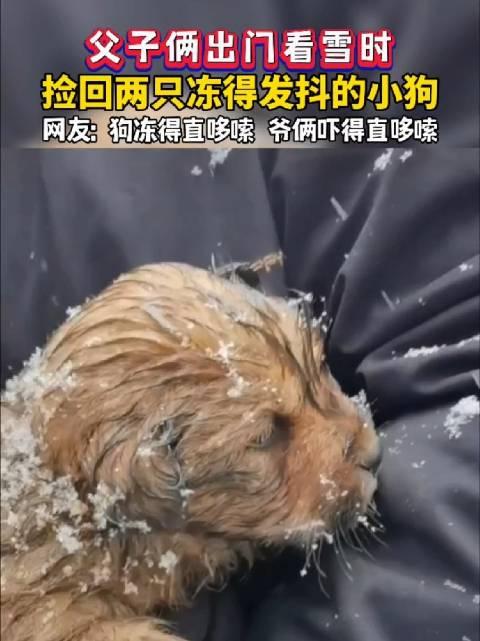 父子倆出門看雪時撿回兩隻凍得發抖的小狗