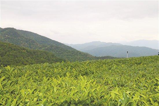 客家文脈花地圍龍第17期