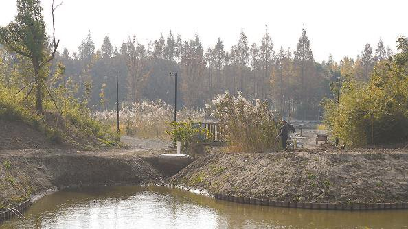 狗獾的新家园   本报记者  曹博文  摄