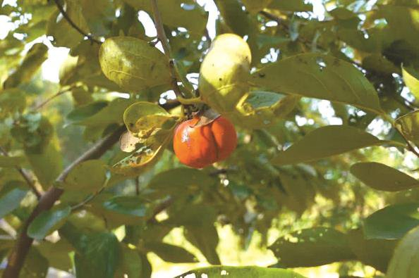 园内种植的柿子  本报记者  曹博文  摄