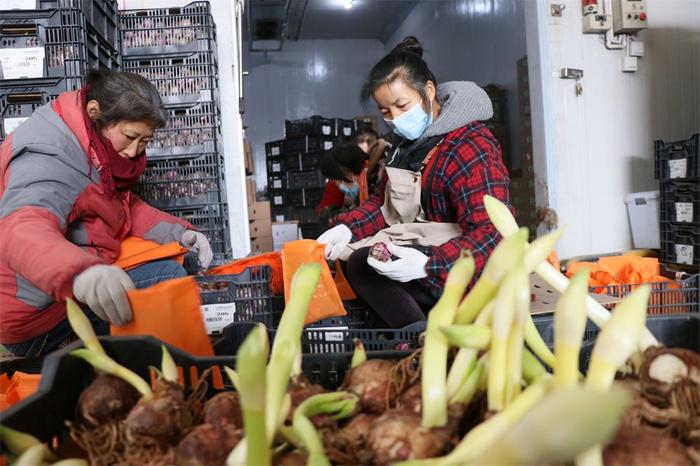 東海雙店鎮:冬日鮮花經濟火爆 花農綻放幸福笑臉|東海_新浪新聞