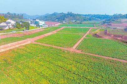 　　广安区浓溪镇围子村高标准农田中的油菜长势良好。