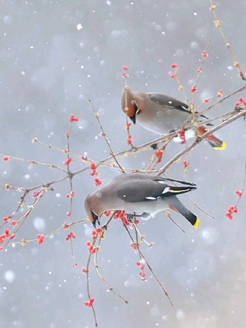 绝美冬鸟雪中觅食每一帧都像画