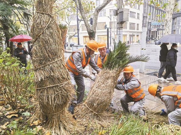             绿化工作人员给九江路人民公园门口的热带植物围上了保暖草帘  杨建正  摄          