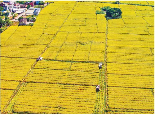 　　广西合浦县闸口镇水稻种植示范基地在收割晚稻。　资料图