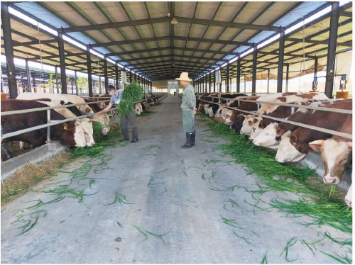 　　图为胜龙肉牛养殖场。　资料图