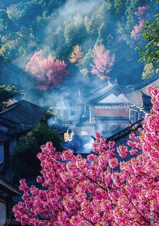 云南樱花谷风景区图片