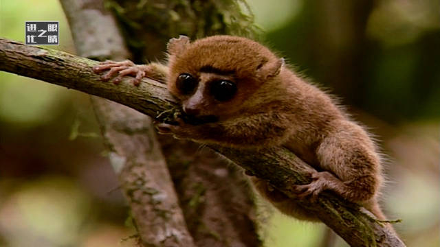 强大的夜视能力 the powerful night vision 微博纪录片联盟