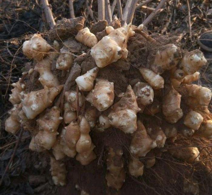 洋姜被稱為胰島果常吃好處多但有3類人不要隨便吃