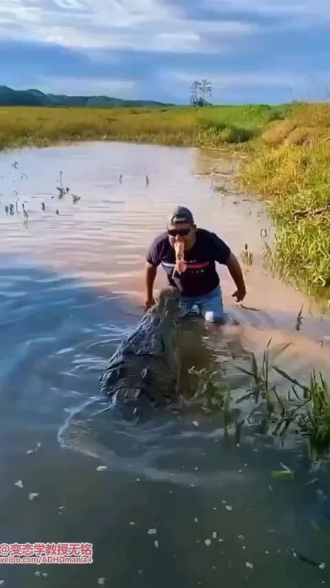 猛男用嘴喂鱷魚