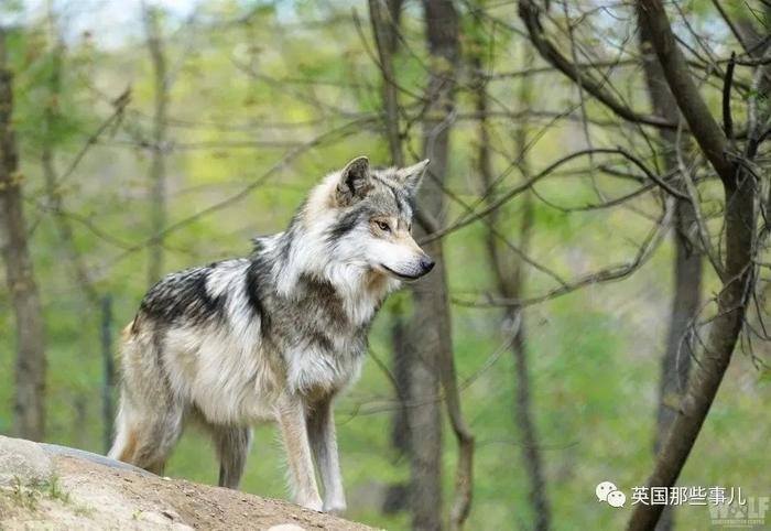 (asha,圖片來自nywolf)其實對於asha的出走,人類有著不同的看法.