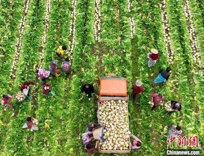 资料图：村民在采收白萝卜。刘永红 摄