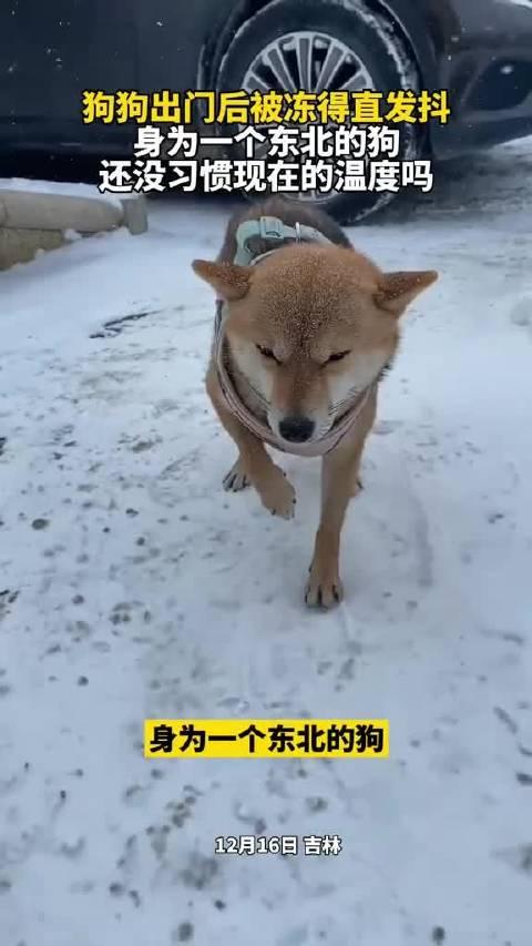 狗狗出門後凍得直髮抖身為一個東北的狗還沒習慣現在的溫度嗎