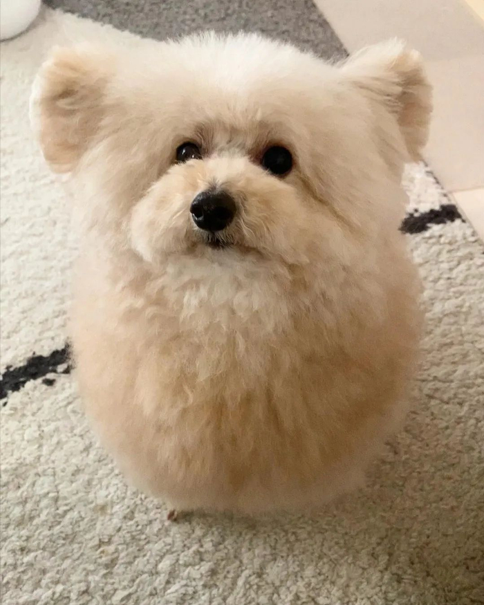 铲屎官晒小贵宾,萌哭网友:可这真不是羊咩咩?|铲屎官_新浪新闻