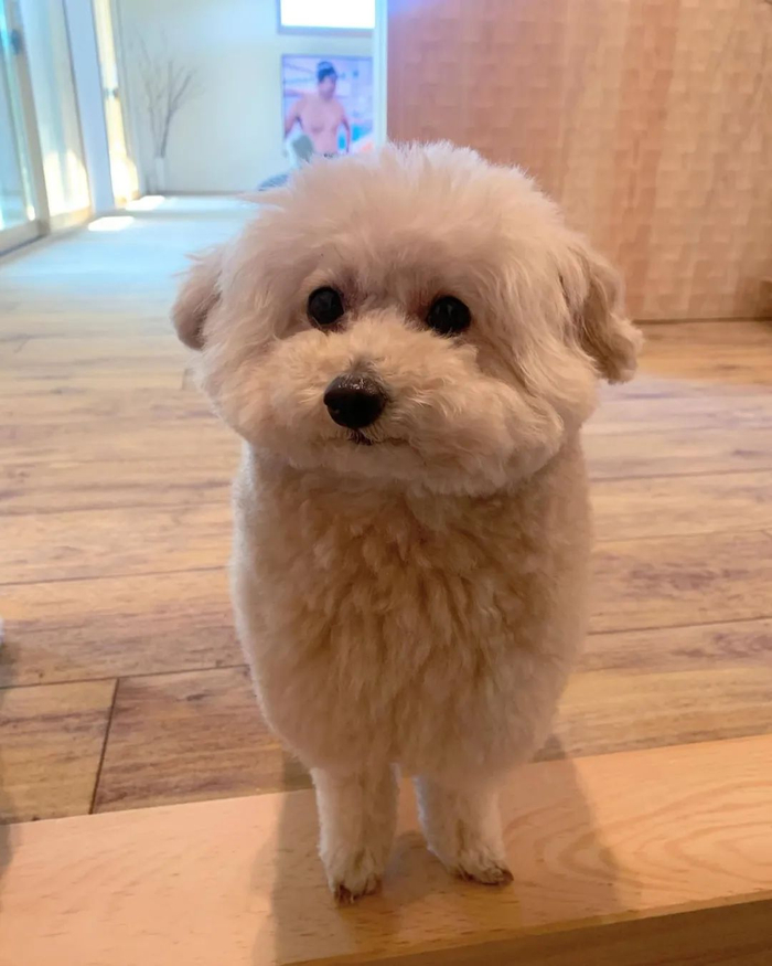 铲屎官晒小贵宾,萌哭网友:可这真不是羊咩咩?|铲屎官_新浪新闻