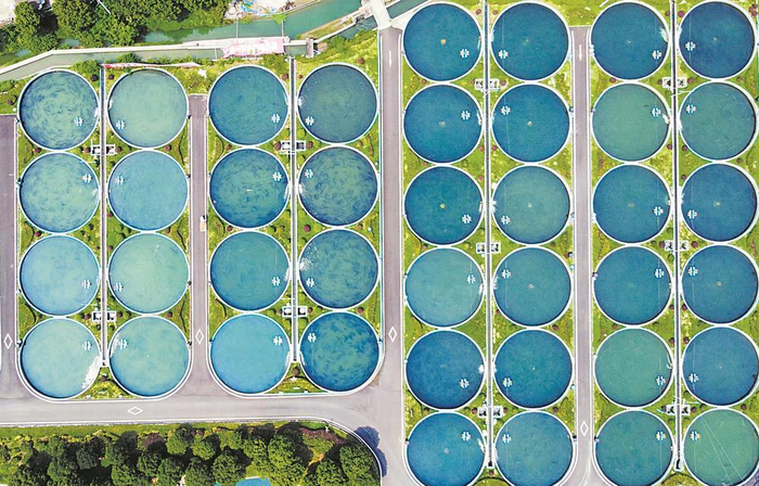     现代化鲟鱼养殖基地