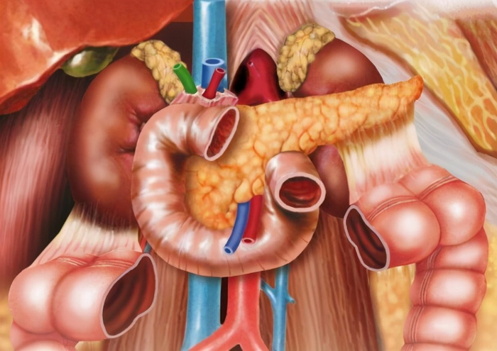 胰腺解剖位置示意图。来源：百度百科