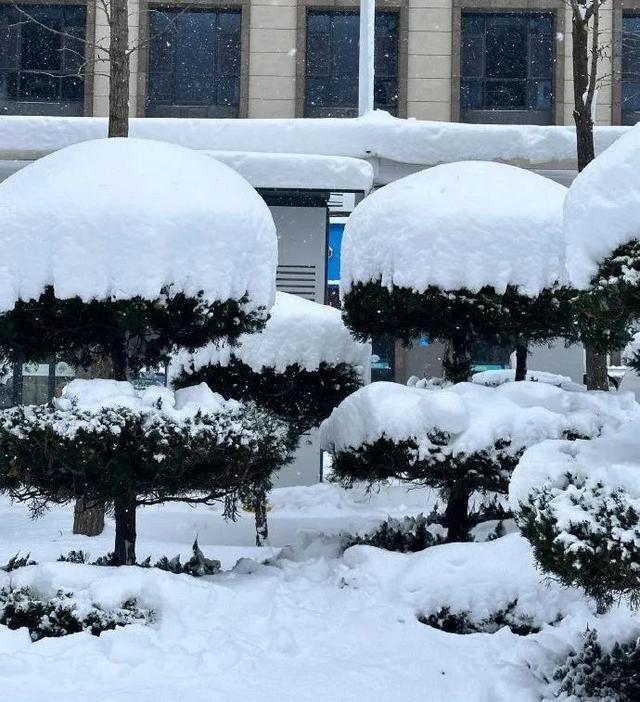 热闻|山东威海暴雪厚度惊呆网友:积雪到膝盖,雪窝子不是白叫的