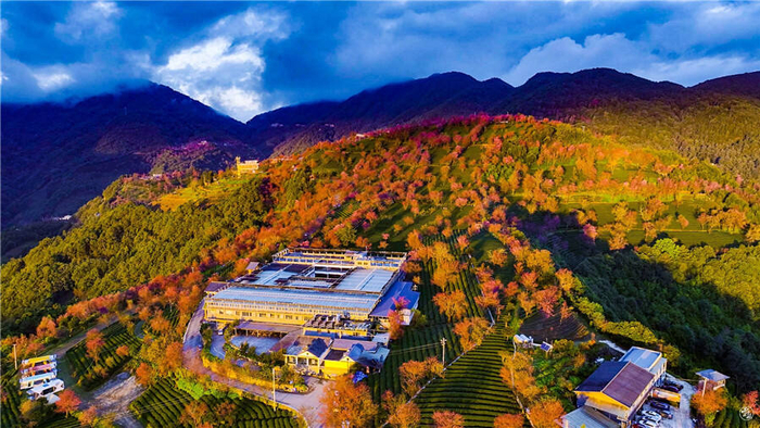 云南无量山樱花迎冬盛开 绘出冬日粉色浪漫|樱花|大理白族自治州|云南