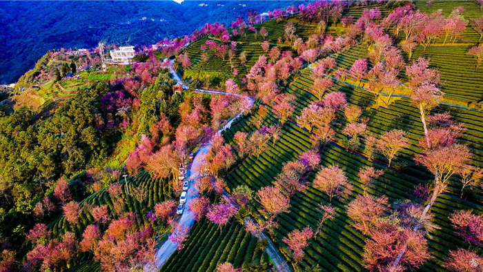 云南无量山樱花迎冬盛开 绘出冬日粉色浪漫|樱花|大理白族自治州|云南