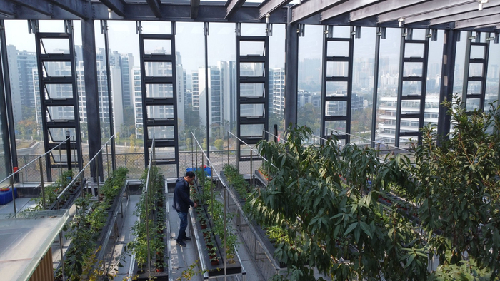 11月29日，中国农科院都市所的屋顶农场中，郭江奎在查看辣椒长势。新京报记者 周怀宗 摄