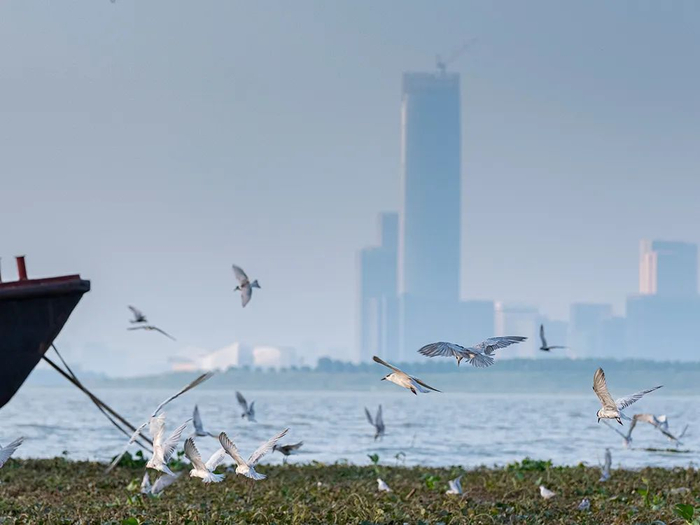 苏州市吴江区东太湖群鹭纷飞  苏州市吴江区委宣传部供图