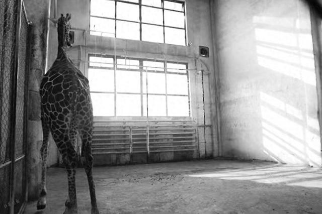 太原動物園開啟雪季供暖模式暖暖的飽飽的萌寵們舒舒服服過冬天