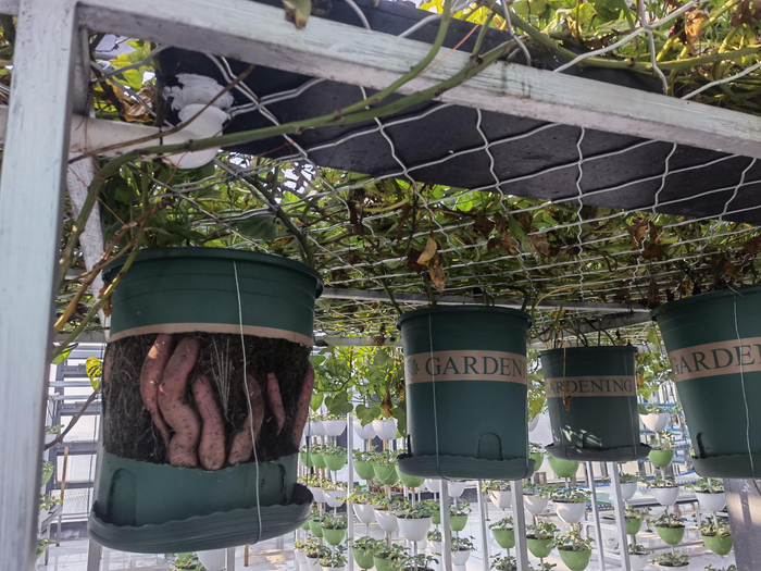 11月30日，屋顶农场中，种在空中的红薯，可以多年生长，产量远超露地生产的红薯。新京报记者 周怀宗 摄