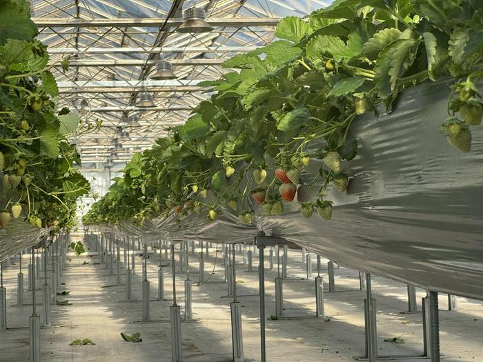朝来农艺园，草莓即将成熟。新京报记者 耿子叶 摄