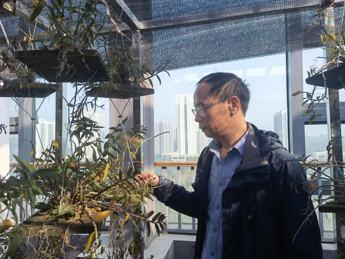 种植在屋顶农场和的铁皮石斛。新京报记者 周怀宗 摄