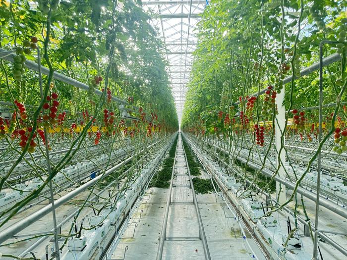 翠湖工场里，立体种植的番茄。新京报记者 耿子叶 摄