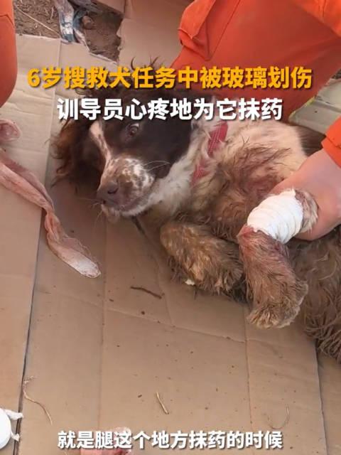 謝謝無言的戰士搜救犬受傷一聲不吭堅持震區搜救