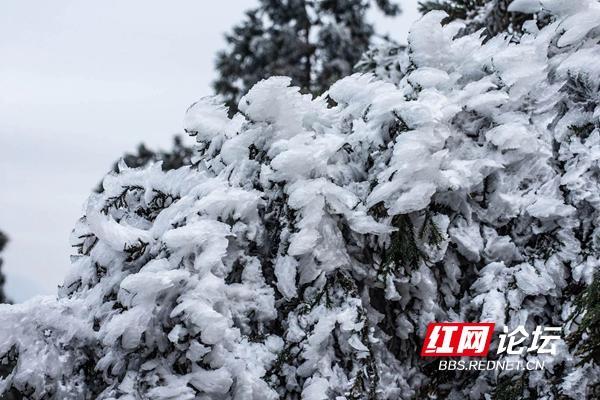 近幾日,在寒潮天氣的影響下,南嶽衡山祝融峰景區形成霧凇奇觀.