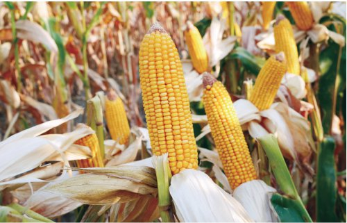 　　图为由隆平生物培育的玉米种子长势良好。　资料图