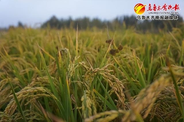 　　阿克陶矮水稻。受访者供图