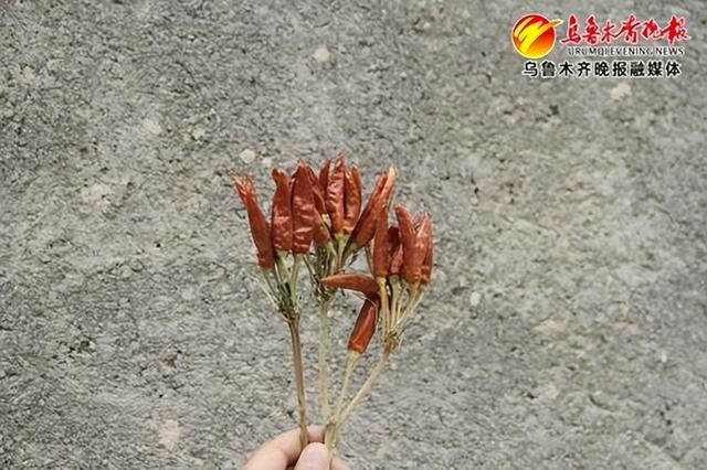 　　轮台土辣椒。受访者供图