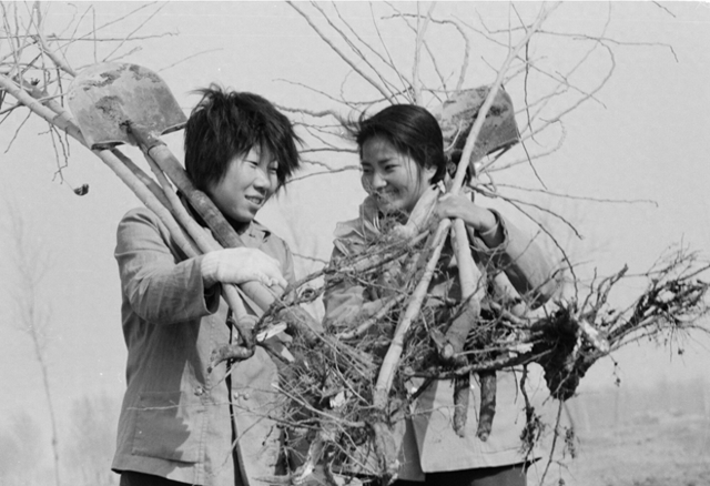 1982年，顺义县北小营公社农民去植树。刘瑞聪摄